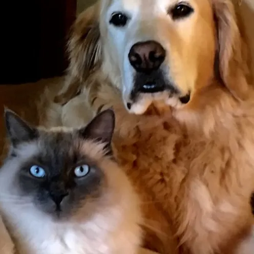 Portrait of a dog and cat sitting near each other 